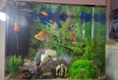 Aquarium 200aed with fish