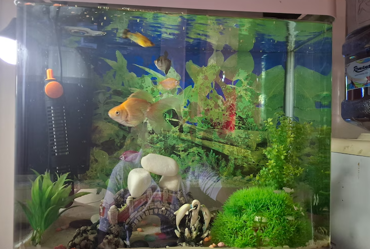 Aquarium 200aed with fish