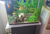 Aquarium 200aed with fish