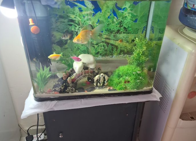 Aquarium 200aed with fish