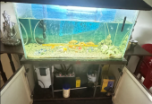 Aquarium for Sale