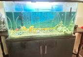 Aquarium for Sale