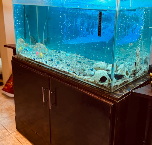 Aquarium for Sale