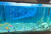 Aquarium for Sale