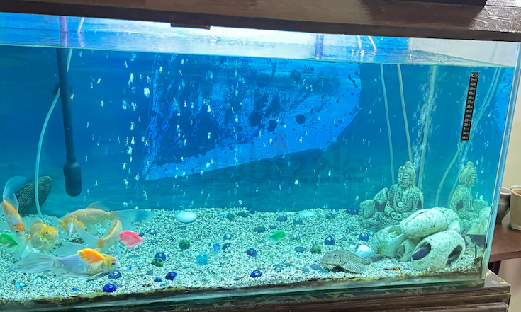 Aquarium for Sale