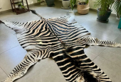 Trophy Grade Zebra Skin from Africa