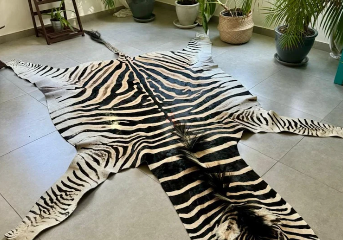 Trophy Grade Zebra Skin from Africa