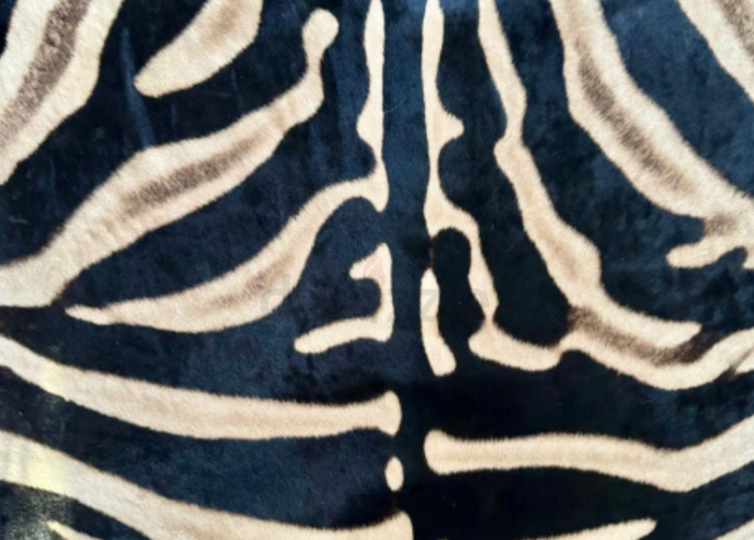 Trophy Grade Zebra Skin from Africa