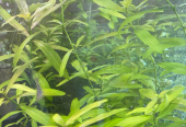 Aquarium Plants Trimmings for Sale – Java Moss and Hygrophila