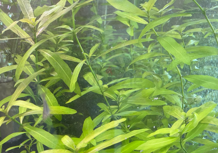 Aquarium Plants Trimmings for Sale – Java Moss and Hygrophila