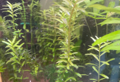 Aquarium Plants (Trimmings) – All for AED25 only