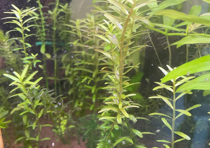 Aquarium Plants (Trimmings) – All for AED25 only