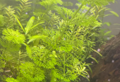 Aquarium Plants (Trimmings) – All for AED25 only