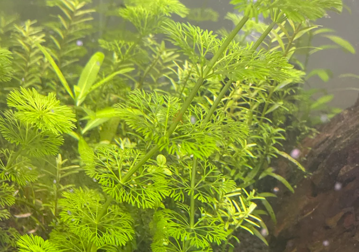 Aquarium Plants (Trimmings) – All for AED25 only