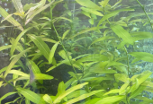 Aquarium Plants (Trimmings) – All for AED25 only