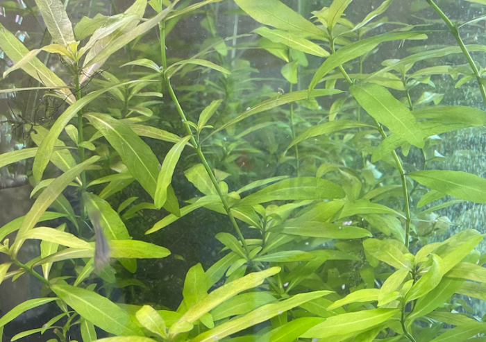 Aquarium Plants (Trimmings) – All for AED25 only