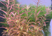 Aquarium Plants Trimmings for Sale – Duckweed and Rotala