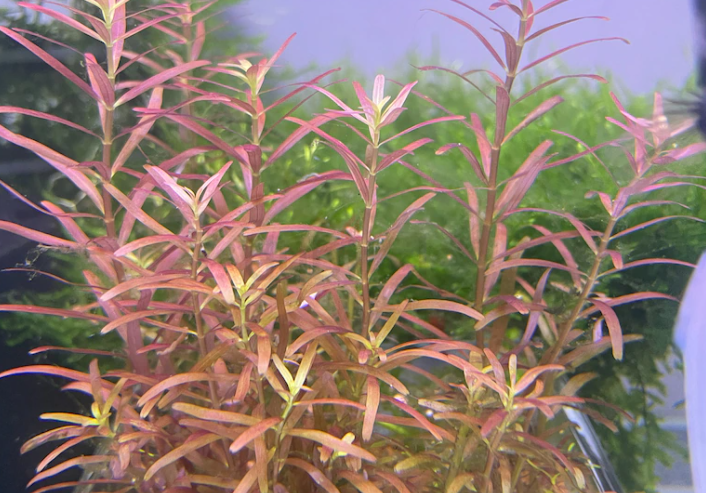 Aquarium Plants Trimmings for Sale – Duckweed and Rotala