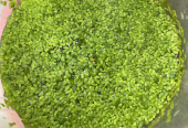 Aquarium Plants Trimmings for Sale – Duckweed and Rotala