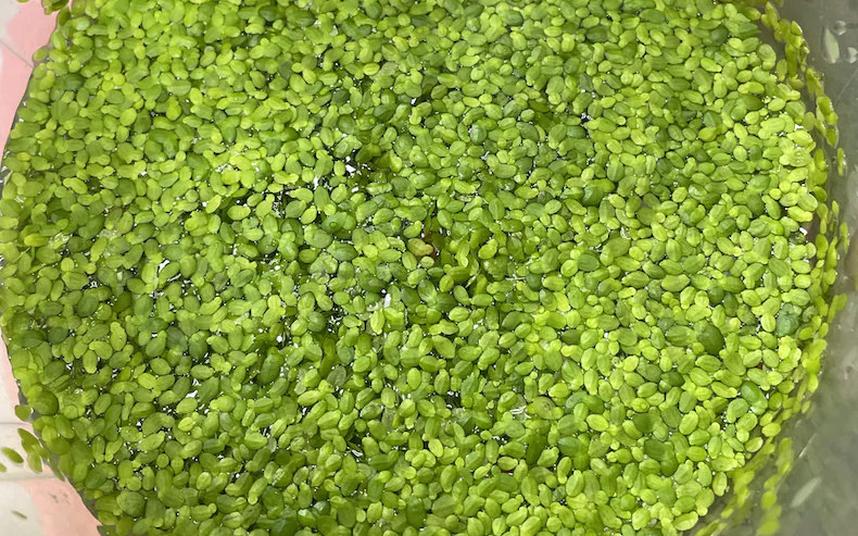 Aquarium Plants Trimmings for Sale – Duckweed and Rotala