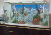 Aquarium