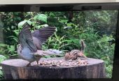 Samsung TV for Sale