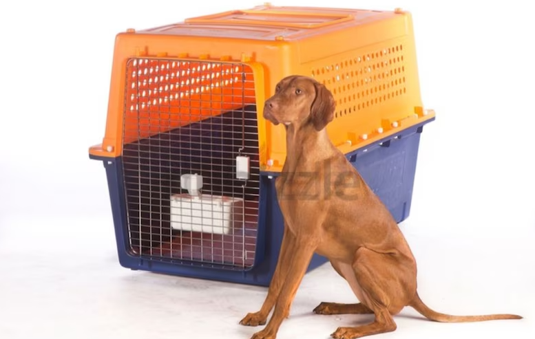 Dogs carriers for air travel