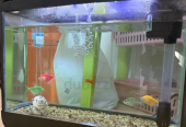 Fish aquarium with all accessories