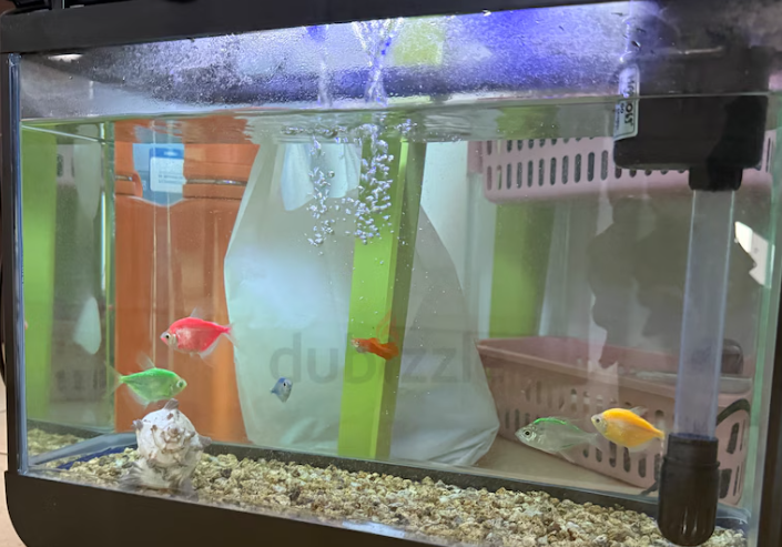 Fish aquarium with all accessories