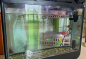 Fish aquarium with all accessories