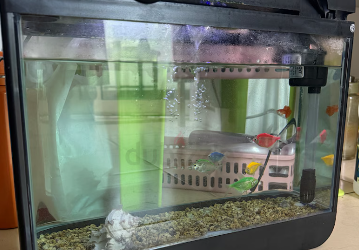 Fish aquarium with all accessories