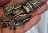 Big Sunflower seeds for birds/parrots