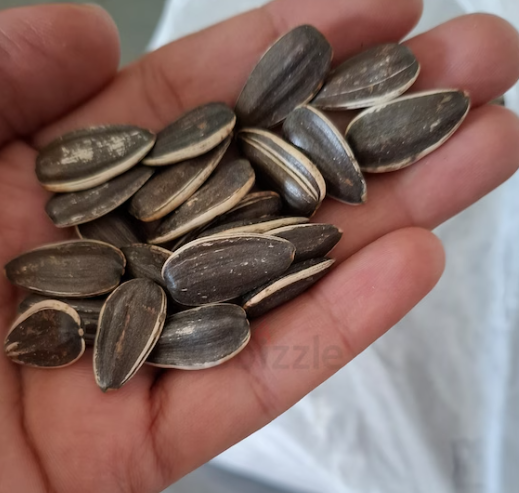 Big Sunflower seeds for birds/parrots