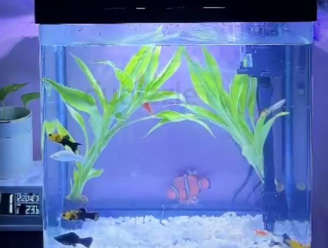 3 months old aquarium