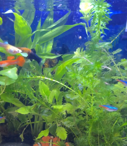 3 months old aquarium