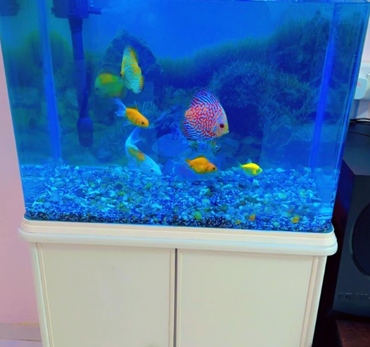 Fish aquarium with all accessories and fish