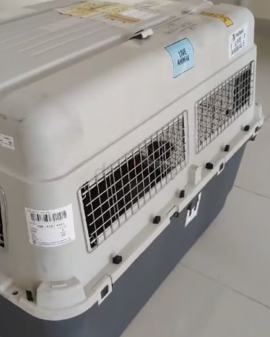 Dog Flight Travel crate