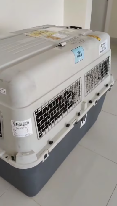 Dog Flight Travel crate