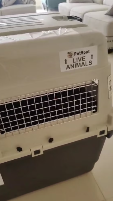 Dog Flight Travel crate