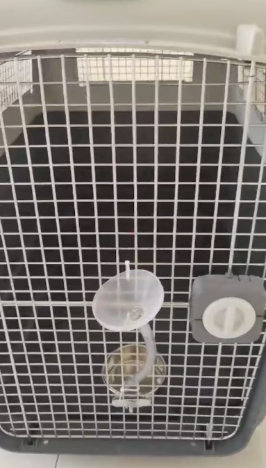 Dog Flight Travel crate