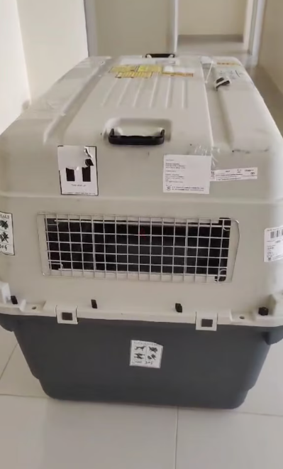 Dog Flight Travel crate