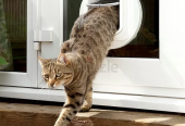 SureFlap Cat Flap with Microchip