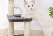 Cat Tree for Small Cat Free Delivery