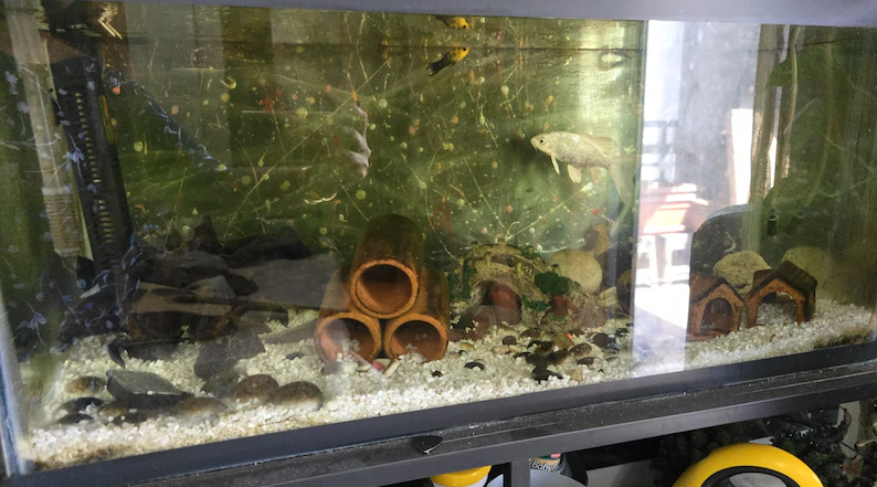 Fish tank