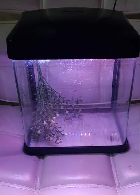 Small Aquarium with Light