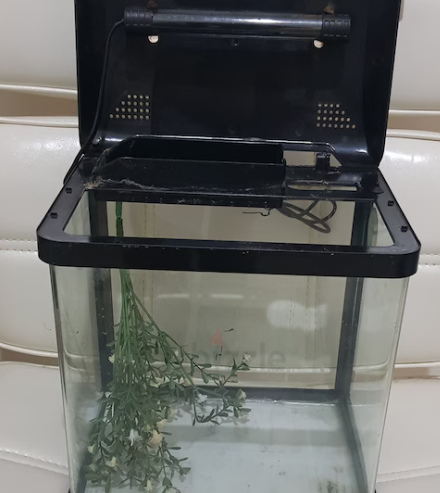 Small Aquarium with Light