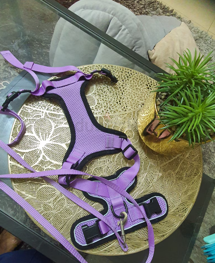 Cat and Dog leash