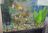 Fish Tank/Aquarium with cabinet and all accessories