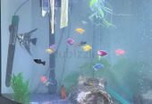 Corner Aquarium Complete set with fishes
