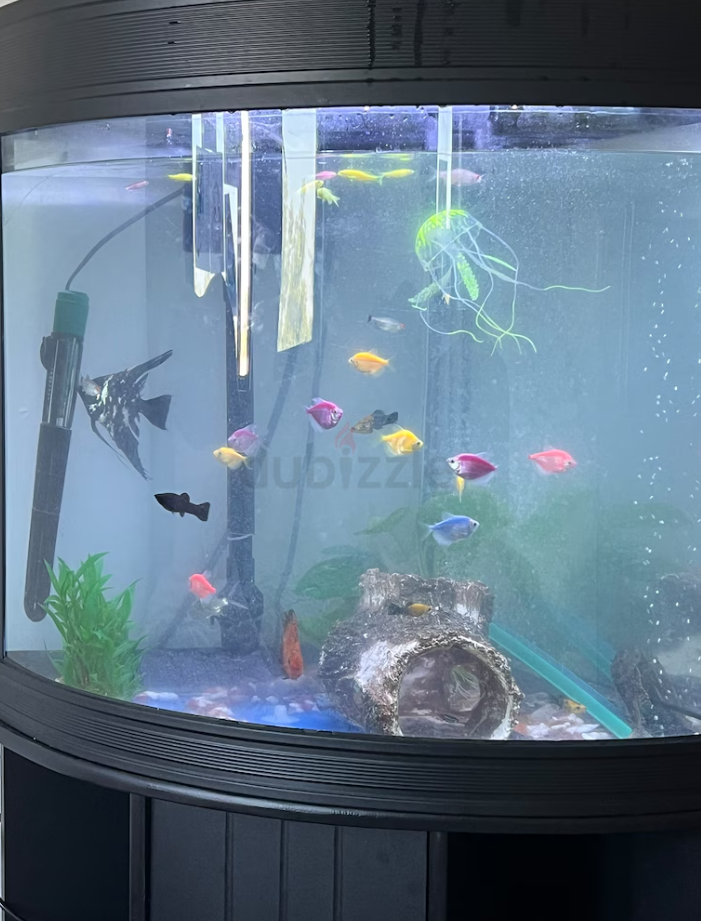Corner Aquarium Complete set with fishes